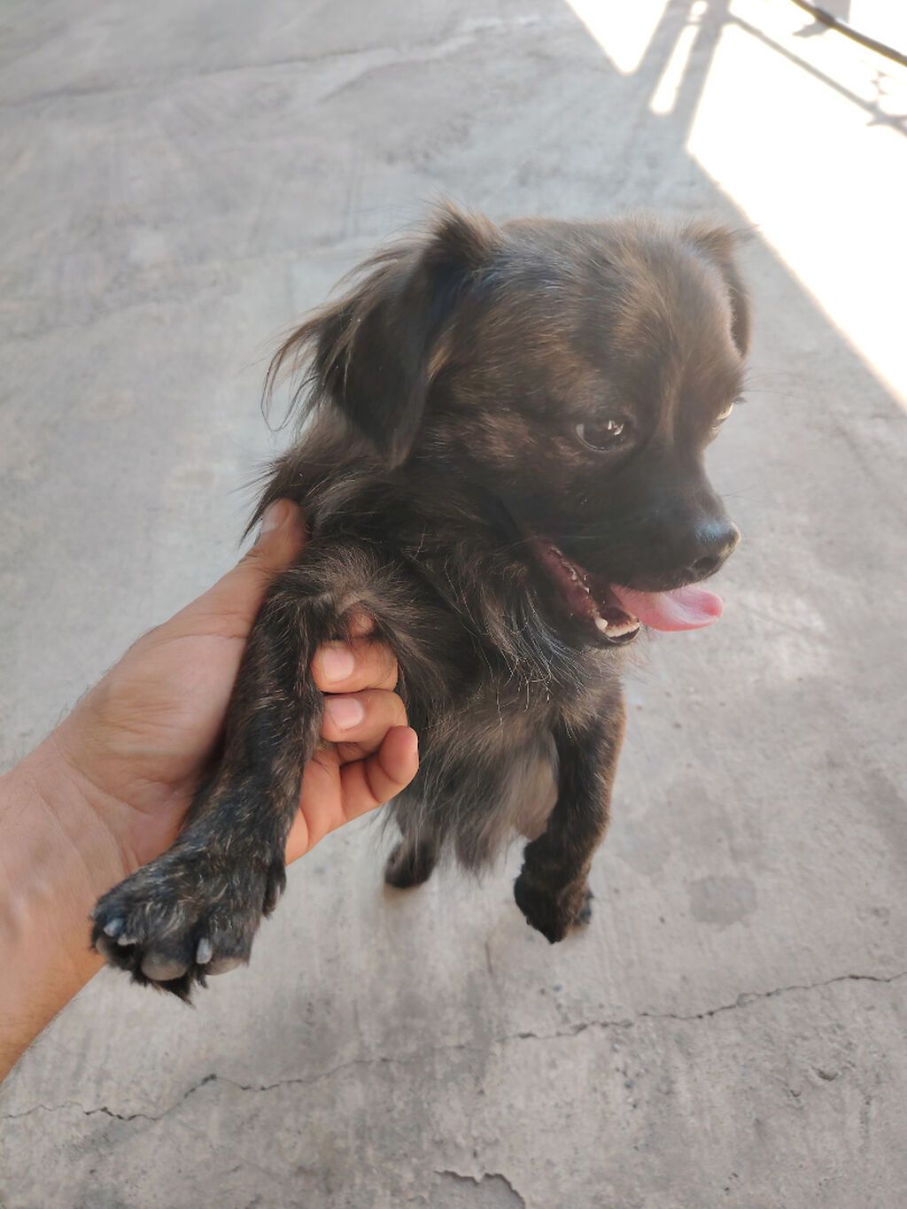 Pekines, 7 ay, Erkək, Ödənişli çatdırılma — Köpəklər, Yevlax (3)