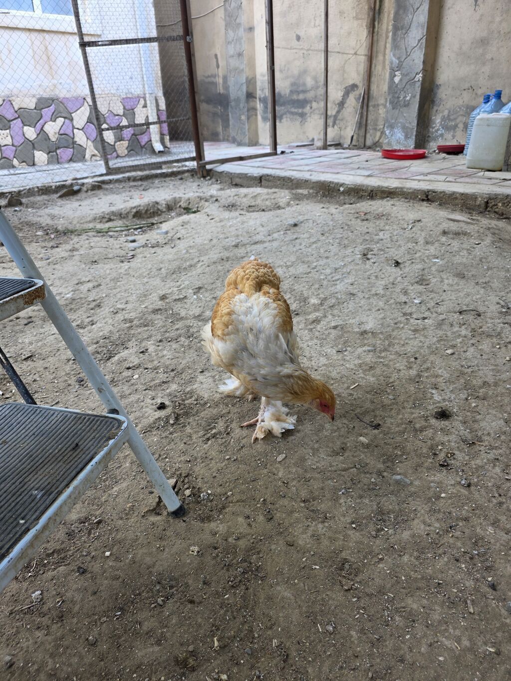 Toyuq, Brama, Damazlıq — Toyuq və xoruz, Bakı (2)