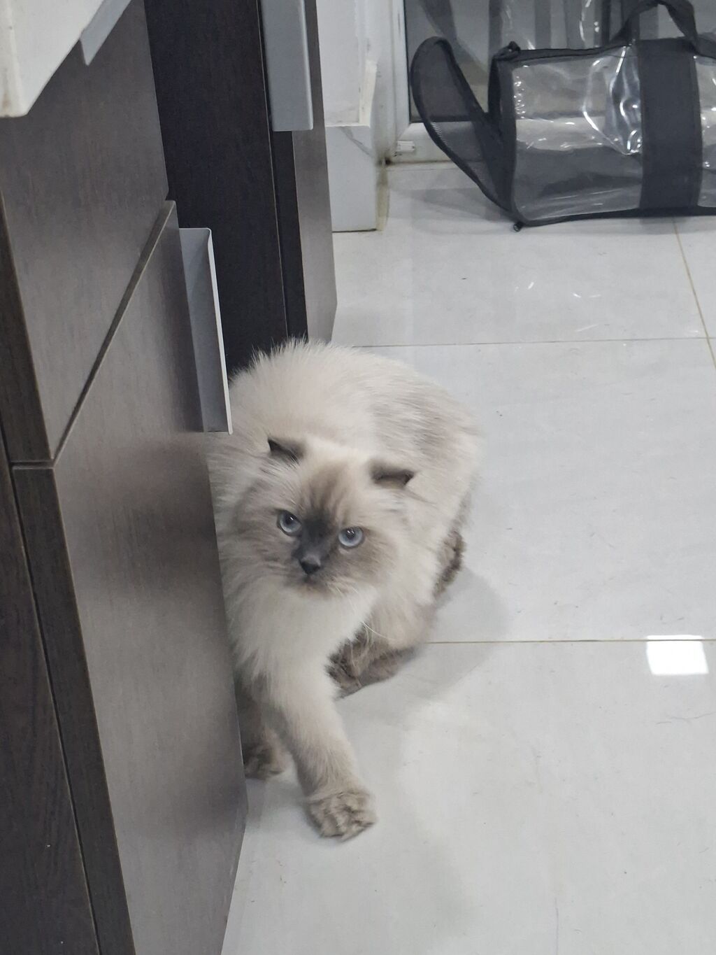 Pera adlı safqanlı pişik Növ: Pişik Cins: British Blue Point — Pişiklər, Bakı (2)