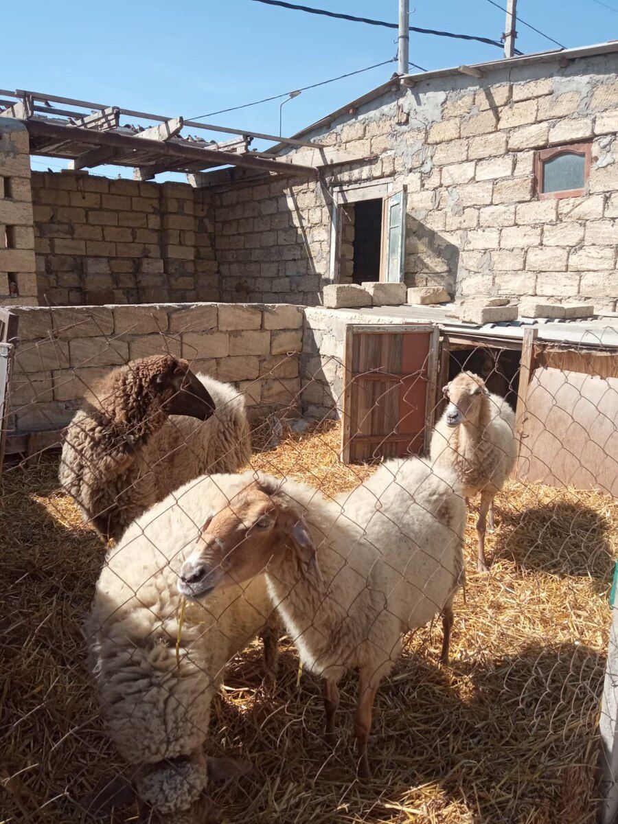 Qoyun və quzular — Kənd təsərrüfatı heyvanları, Bakı (11)