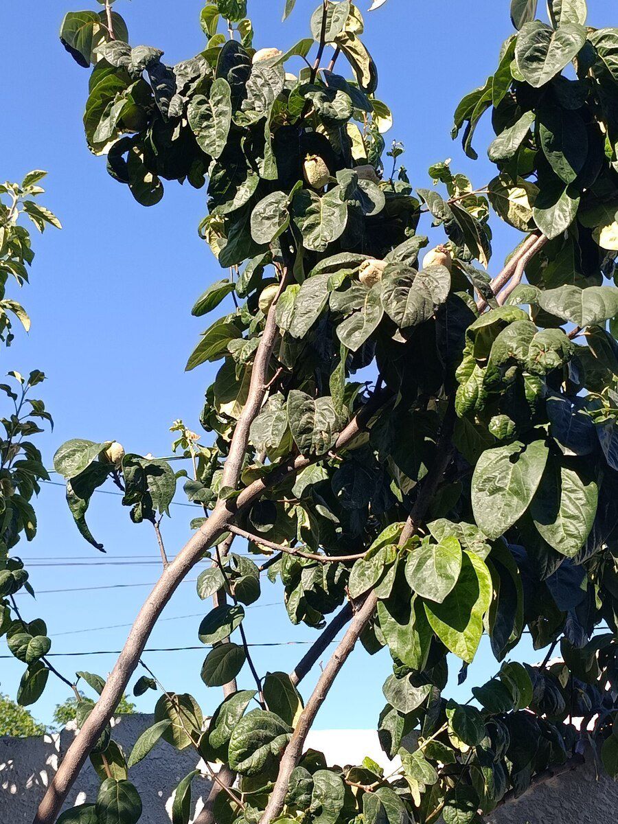 Həyət evi, Binə qəs — Ev, villa, Bakı (10)