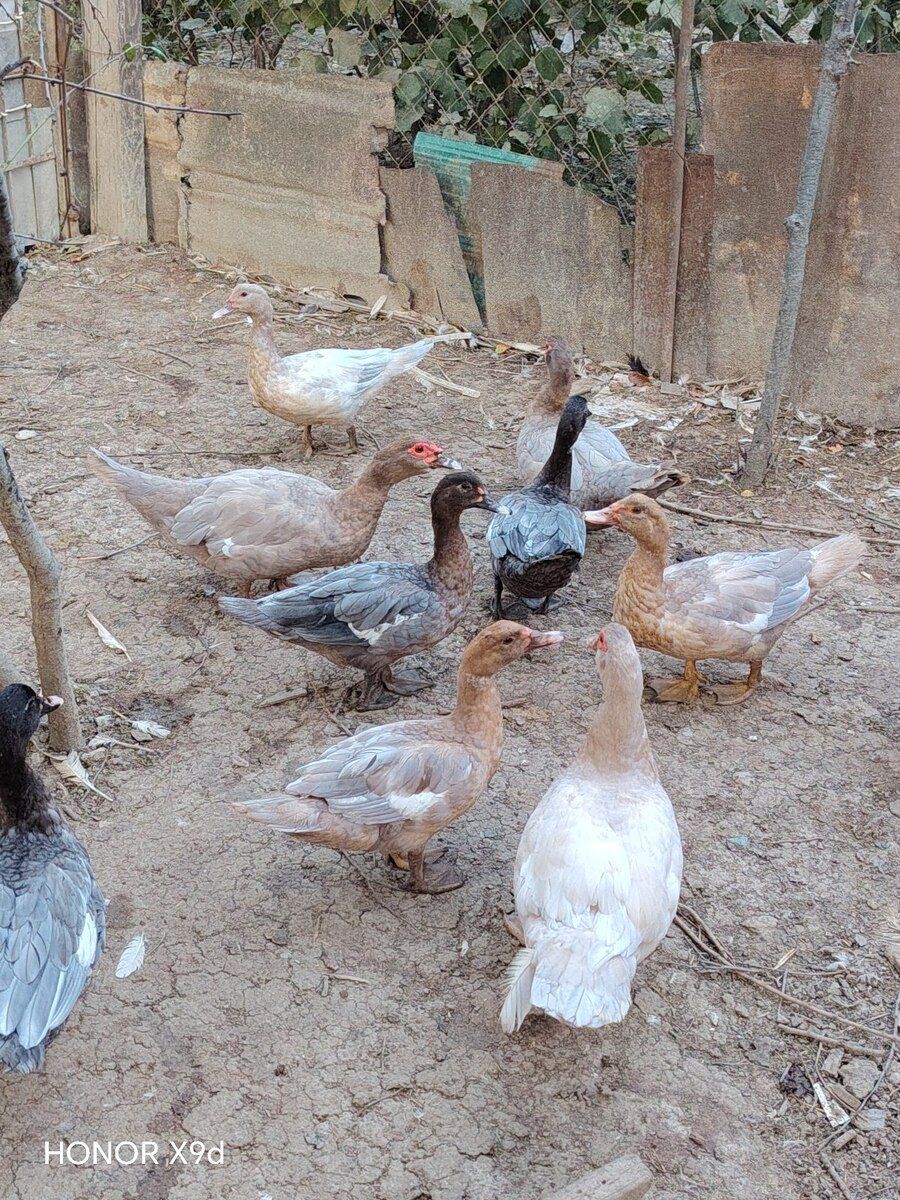 Ördəklər — Quşlar, Sumqayıt (11)