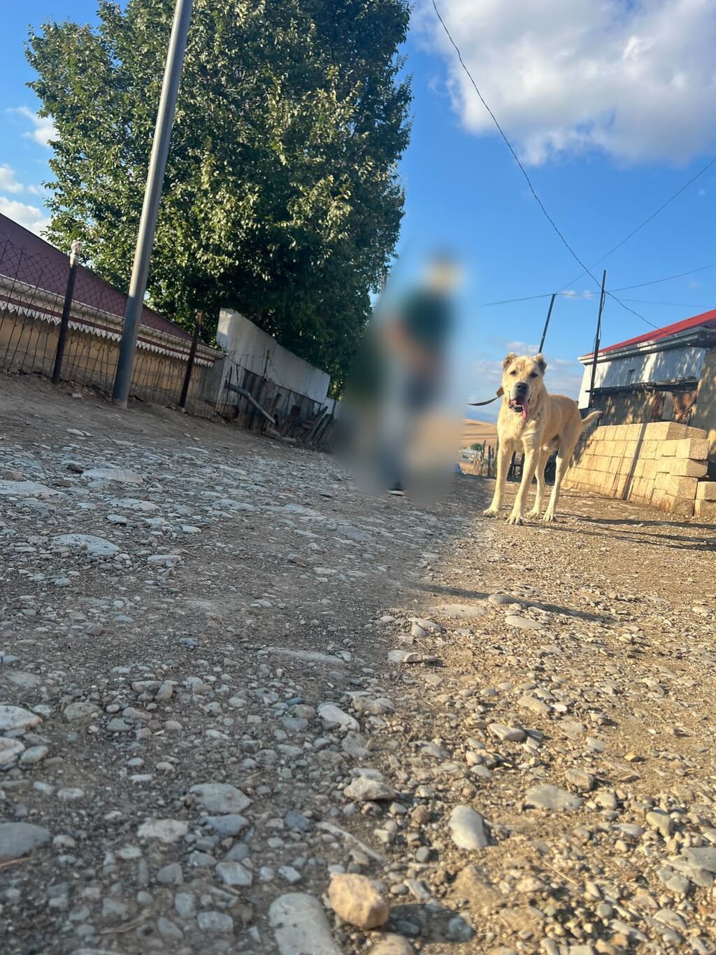 Alabay, Erkək — Köpəklər, Şamaxı