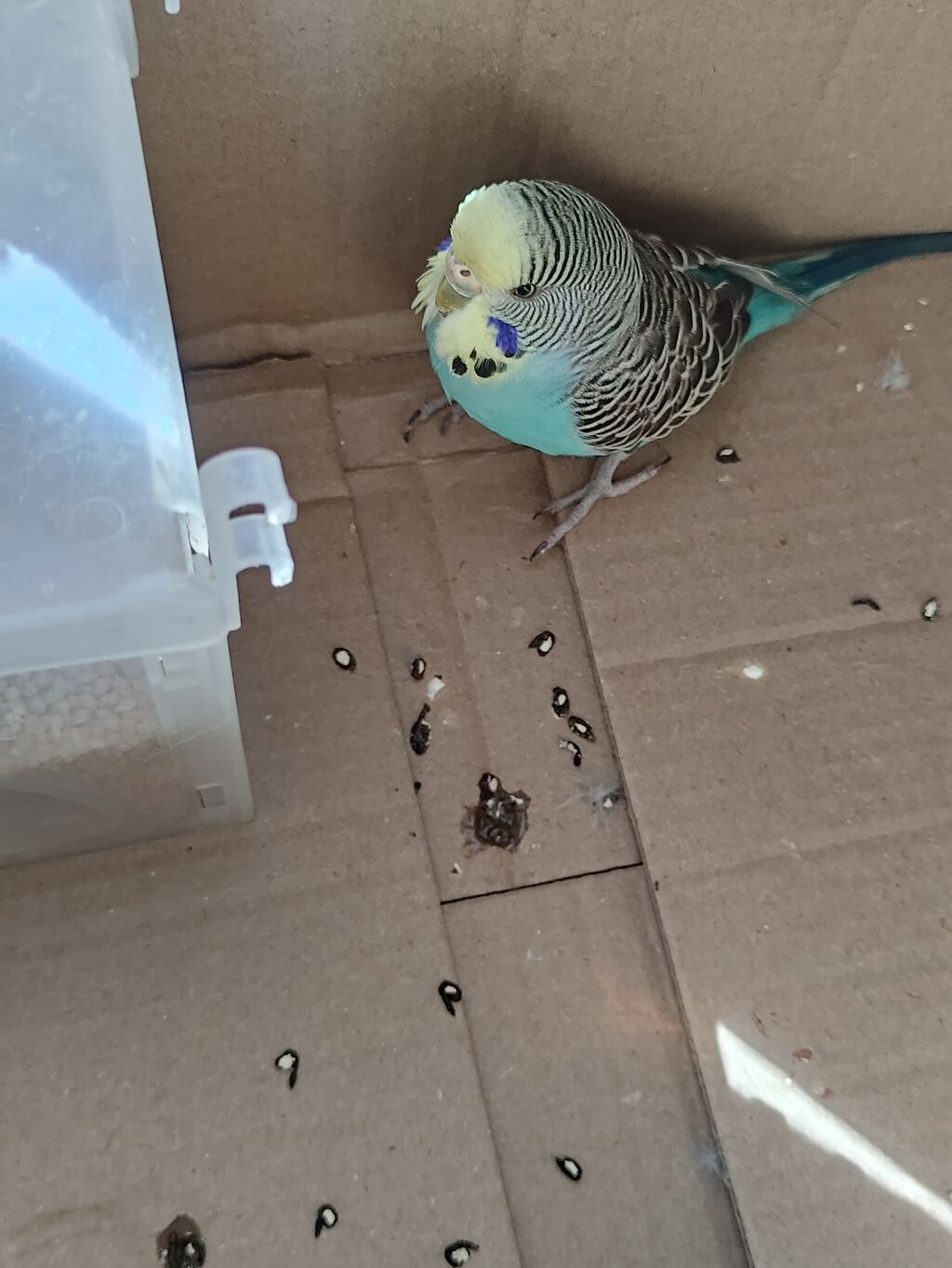 Məhsul: Dalmatian naxışlı, mavi-yaşıl tonlarda dalğalı tutuquşu (nimfa — Digər, Bakı (3)