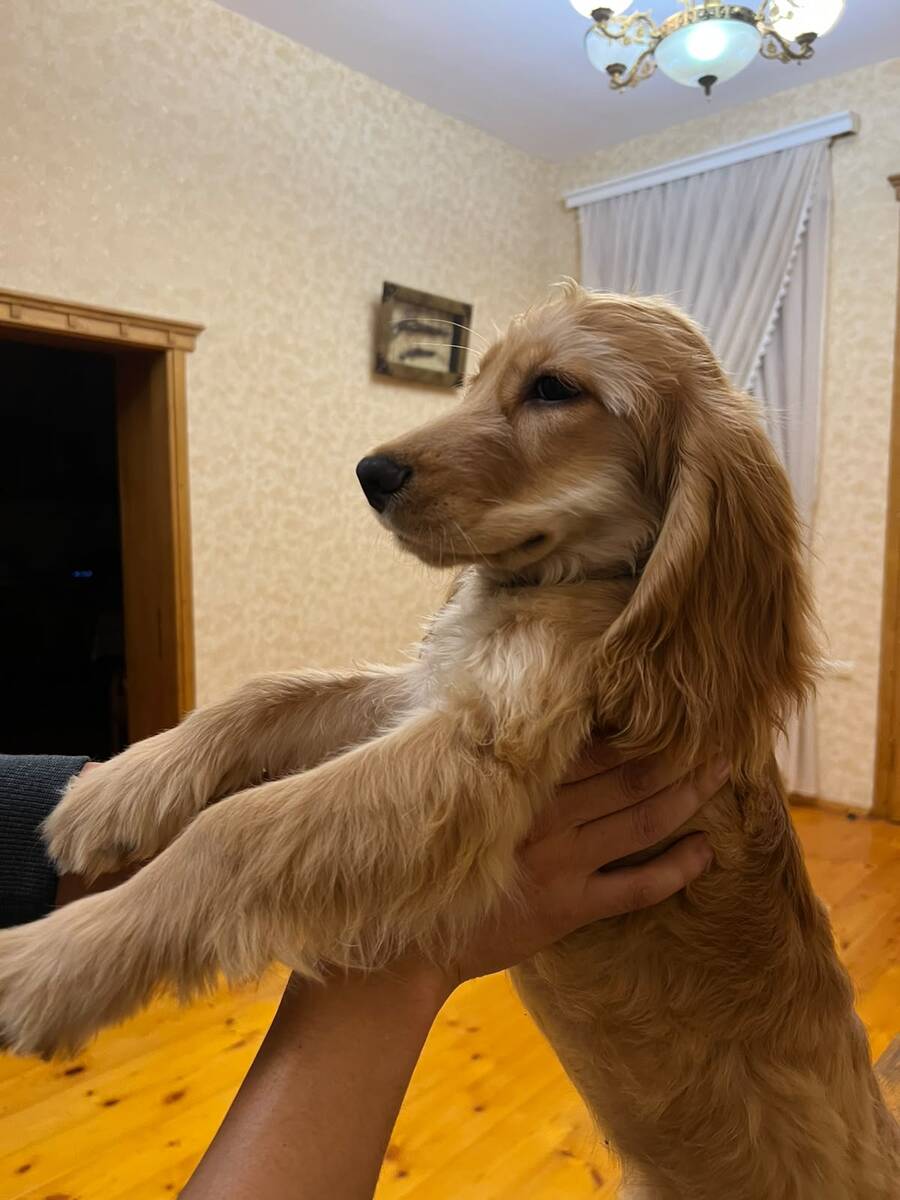 Koker spaniel balası — Köpəklər, Bakı (4)