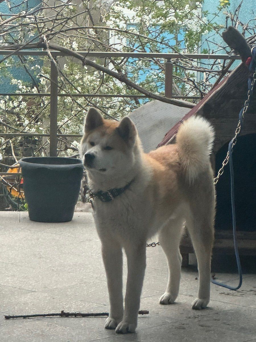 Akita-inu — Köpəklər, Bakı (6)