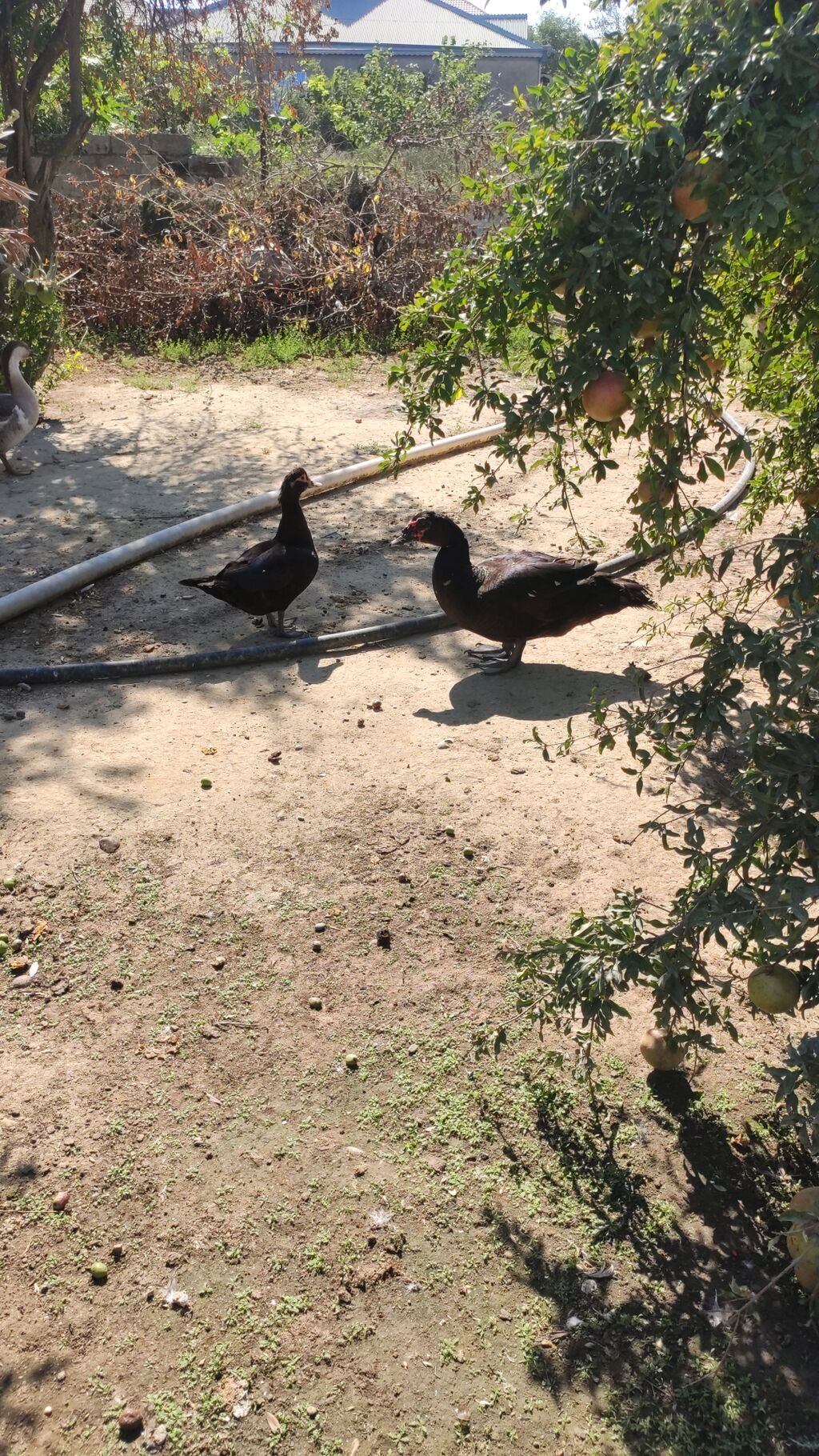 Erkək, Lal ördək, Damazlıq — Digərləri, Digah (8)