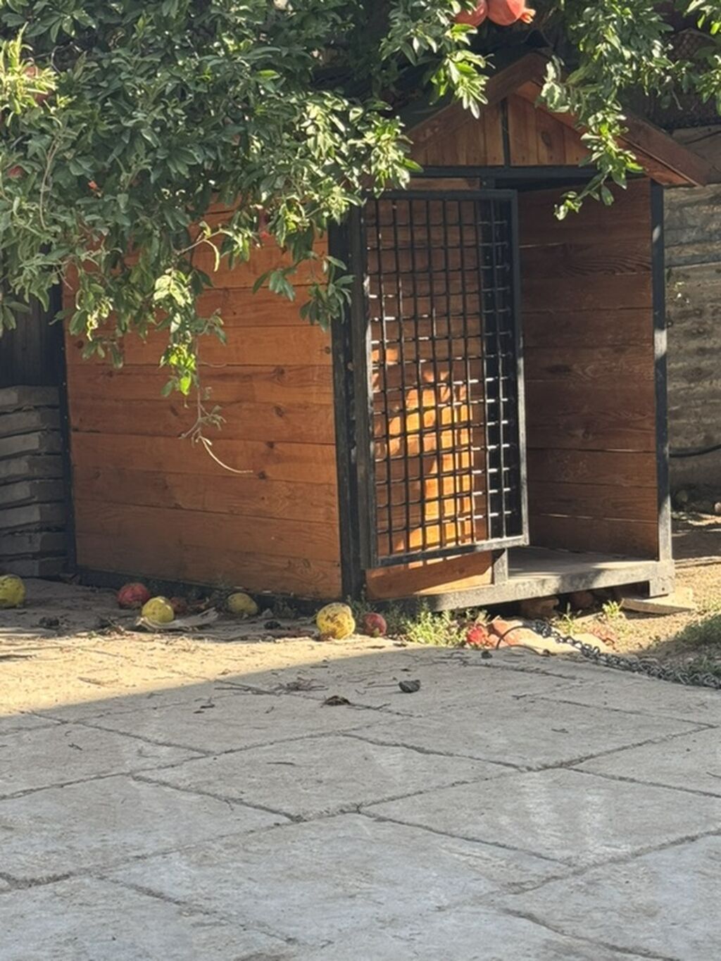 Kanqal, 6 ay, Erkək, Peyvəndli — Köpəklər, Şirvan (7)