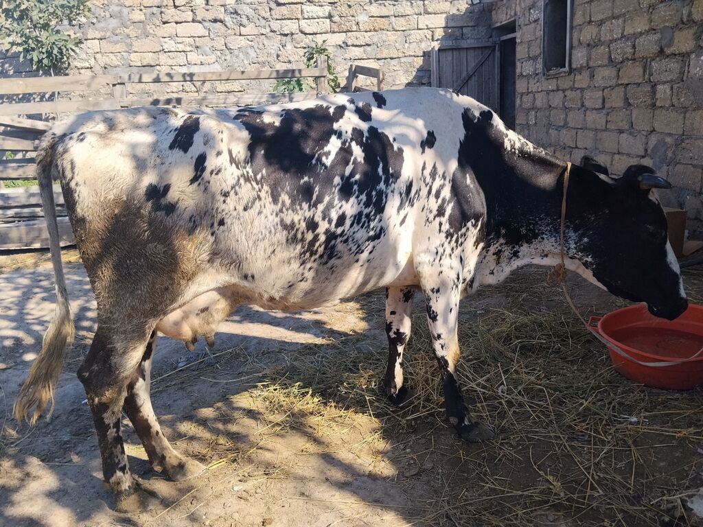 Süd yönümlü inək və buzov - Cins: qarışıq, qara-ağ ala rəngli - Yaş — Kənd təsərrüfatı heyvanları, Digah (3)