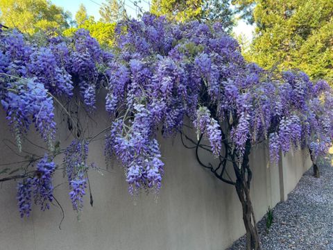 Visteriya — Lənkəran