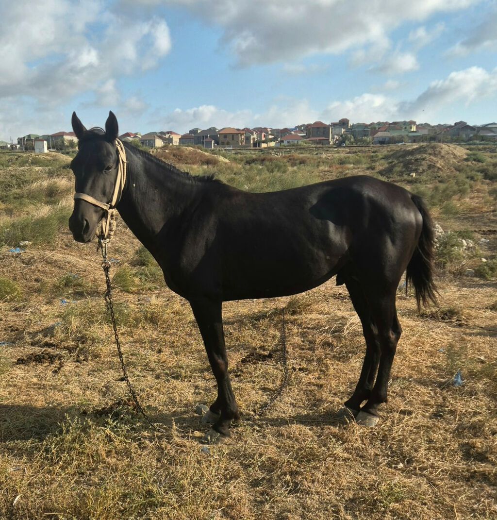 5 yaşı var Anası Ahal Tekel atdı Atası yerli atdı qarabağ atı Mənim — Digər heyvanlar, Bakı (3)