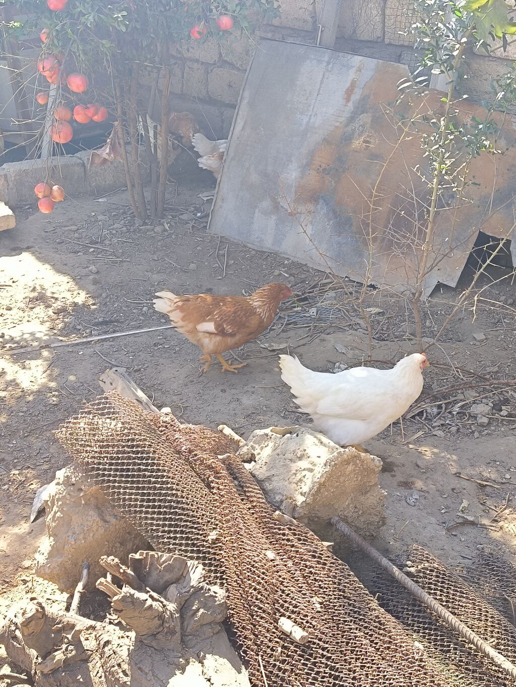 Toyuq, Yumurtalıq — Toyuq və xoruz, Bakı (2)