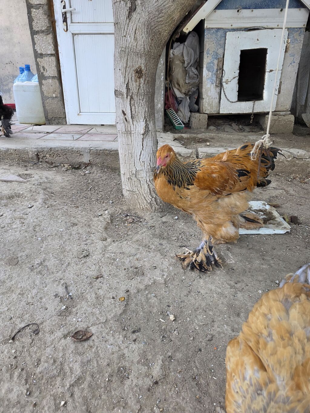 Toyuq, Brama, Damazlıq — Toyuq və xoruz, Bakı