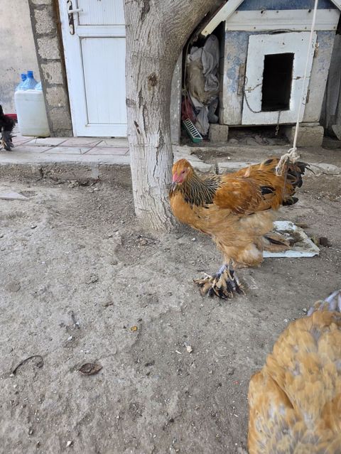 Toyuq, Brama, Damazlıq — Bakı