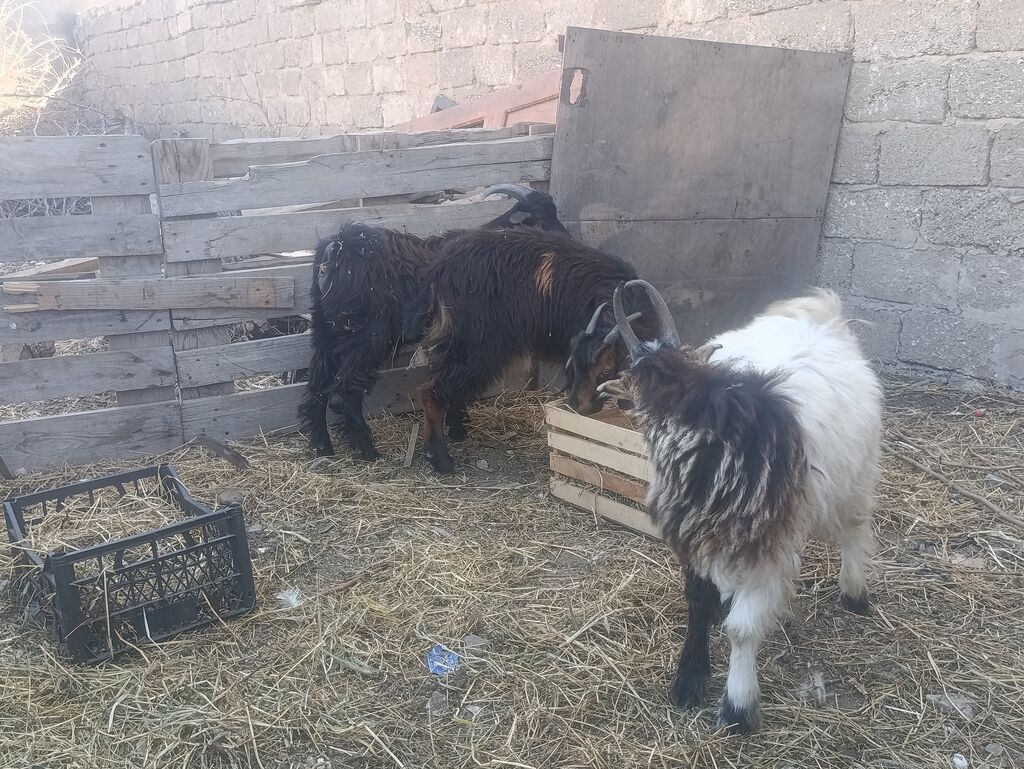 Salam 3 çəpiş. Bir dişi iki Erkey komda satılır — Kənd təsərrüfatı heyvanları, Digah (2)