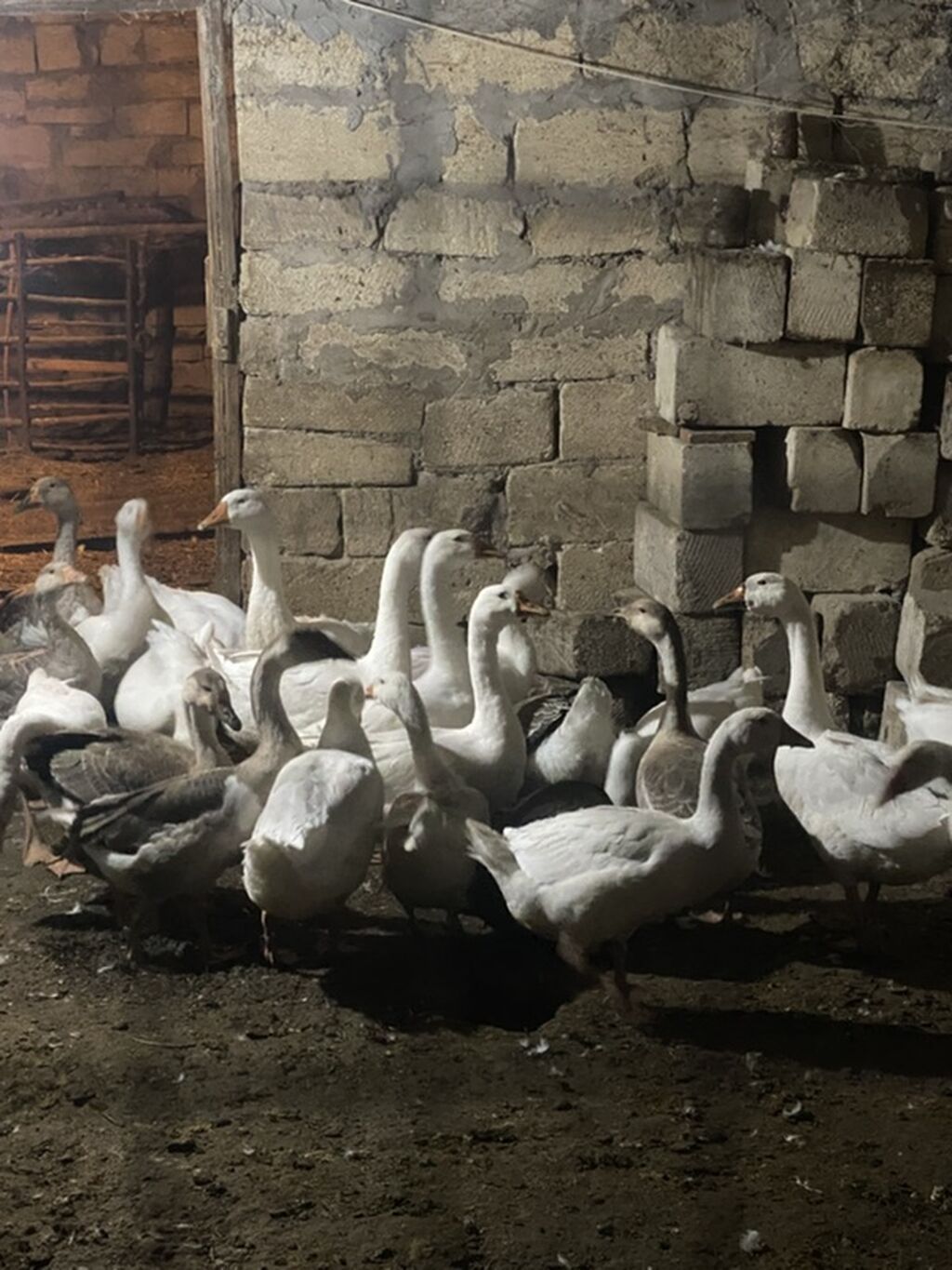 Sağlam qazlardir 35 manata sortdurlar 16 ededdir — Digərləri, Şirvan (2)