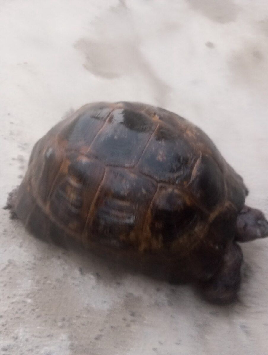Tısbağa — Digər heyvanlar, Bakı