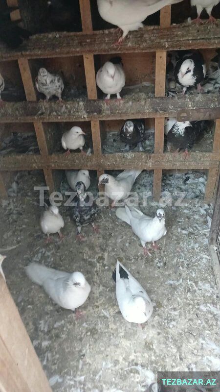 Göyərçin satiram yuva qarşiğ — Quşlar, Bakı (6)