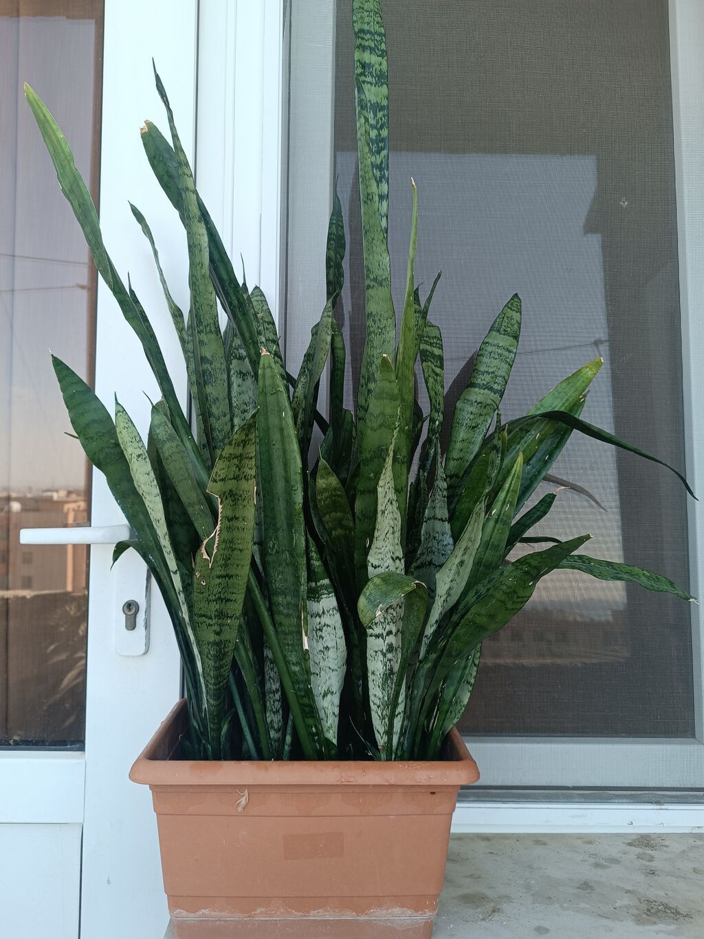 Sansevieria (Qaynanadili) – dekorativ ev bitkisi - Növ: Sansevieria — Qapı bitkələri, Bakı (2)