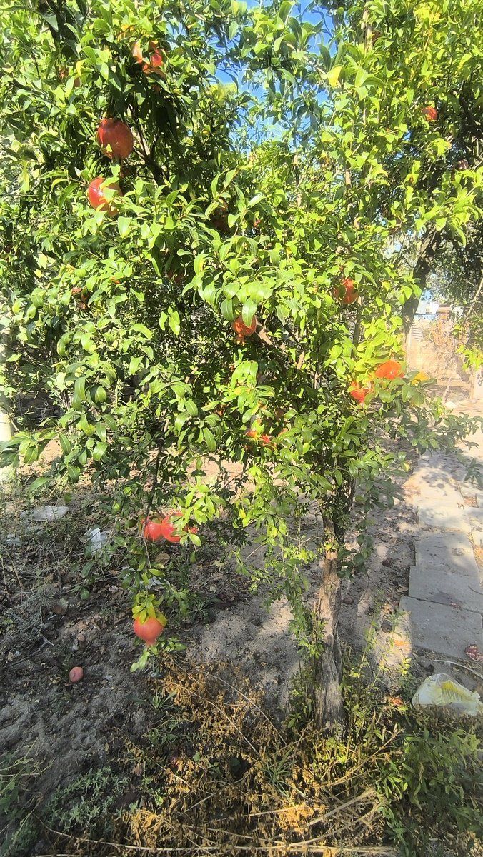 Satılır torpaq 3.5 sot — Torpaq, Bakı (9)