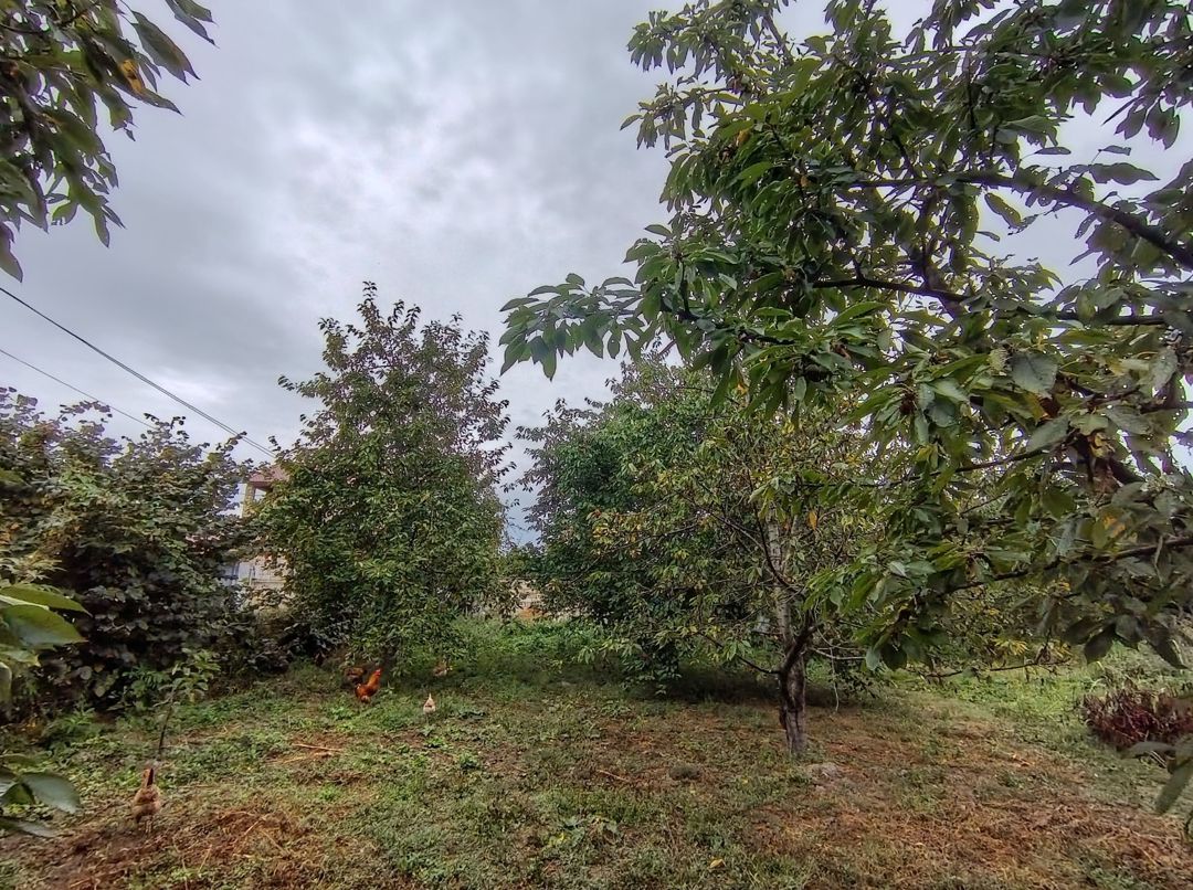 8 sot torpaq sahəsi, Quba r — Torpaq, Quba (2)