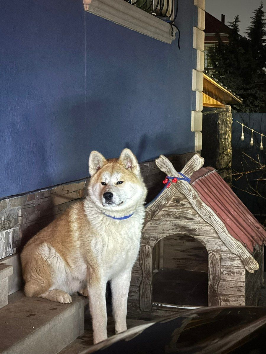 Akita-inu — Köpəklər, Bakı (7)