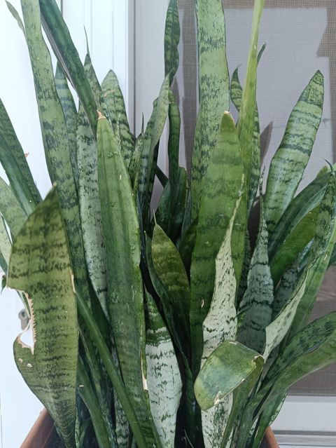 Sansevieria (Qaynanadili) – dekorativ ev bitkisi - Növ: Sansevieria — Bakı