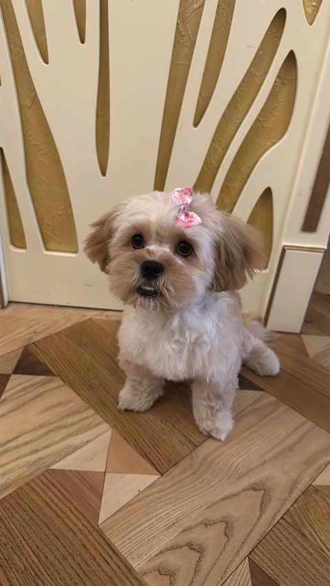 Maltipu – 2 yaş, peyvəndləri olunub. - Cins: Maltipoo (Maltese x — Bakı