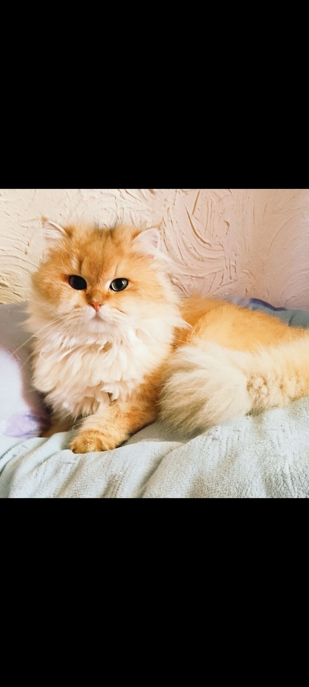 Britan, Erkək, Cütləşmə üçün, Pulsuz çatdırılma — Pişiklər, Bakı (4)