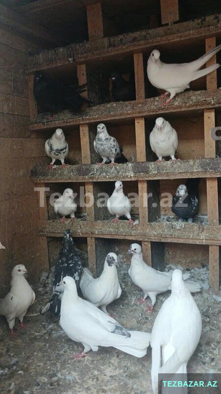 Göyərçin satiram yuva qarşiğ — Quşlar, Bakı (4)