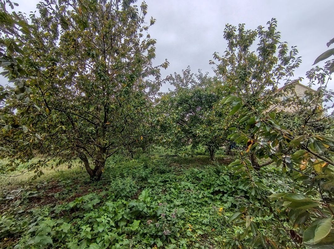 8 sot torpaq sahəsi, Quba r — Torpaq, Quba (7)