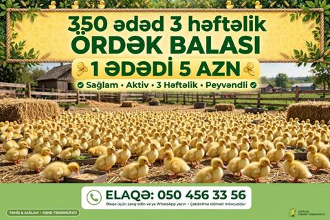 Məhsul: 3 həftəlik ördək balaları Say: 350 ədəd Yaş: 3 həftəlik — Birds — Other