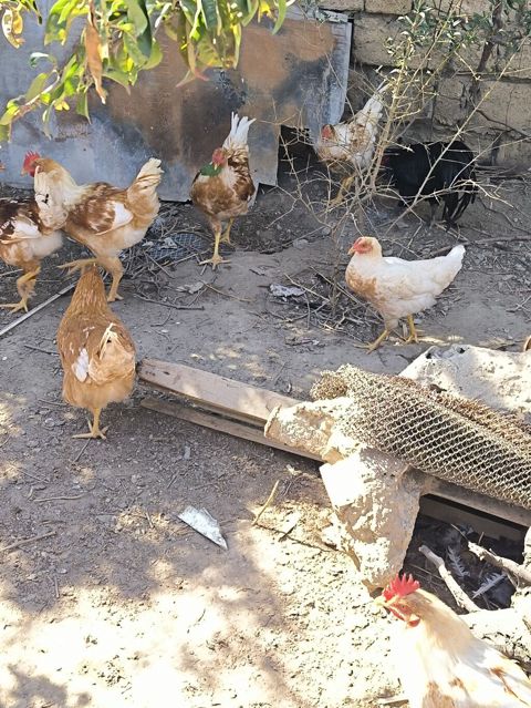Toyuq, Yumurtalıq — Bakı