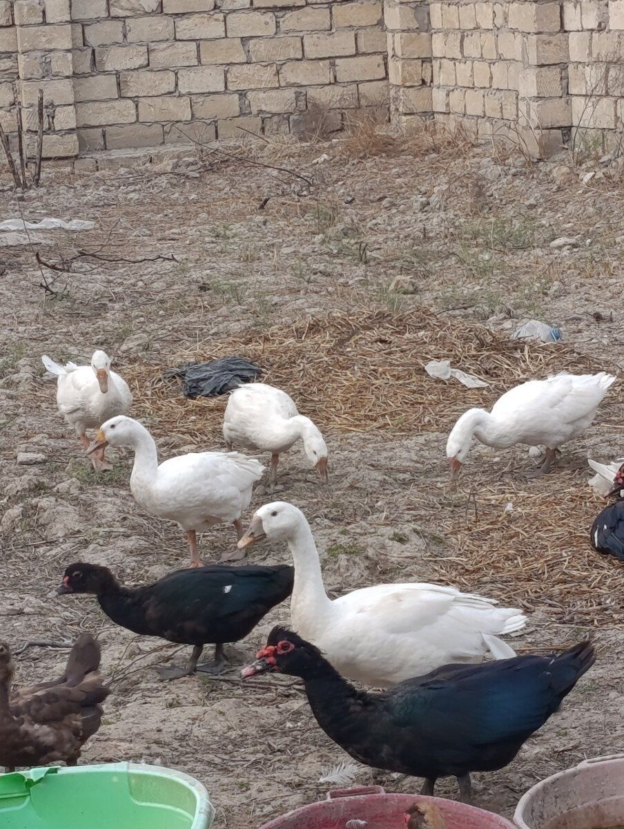 Qaz və ördəklər — Quşlar, Bakı