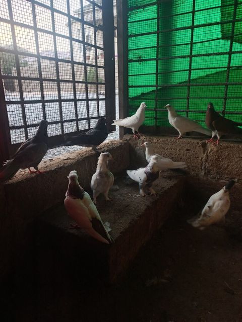 Göyərçinlər — Bakı
