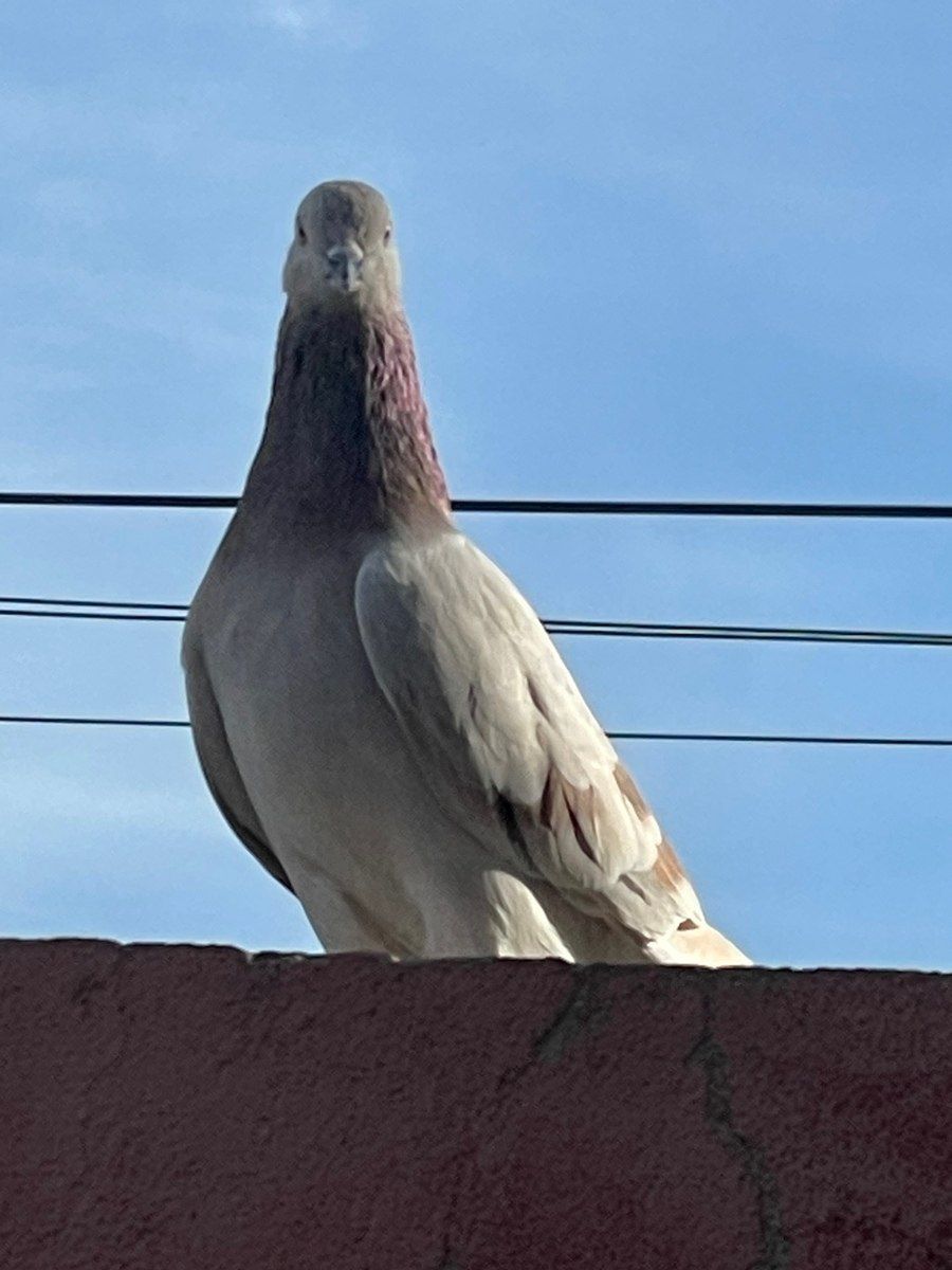 Göyərçinlər — Quşlar, Xırdalan (7)