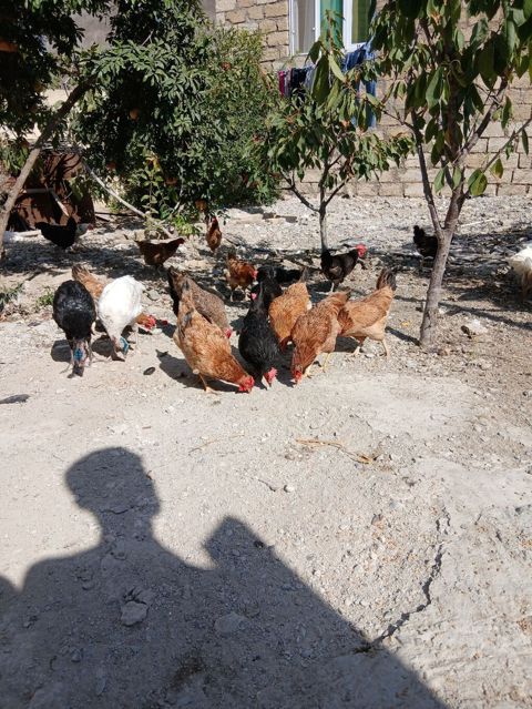 Toyuq, Yumurtalıq — Sumqayıt