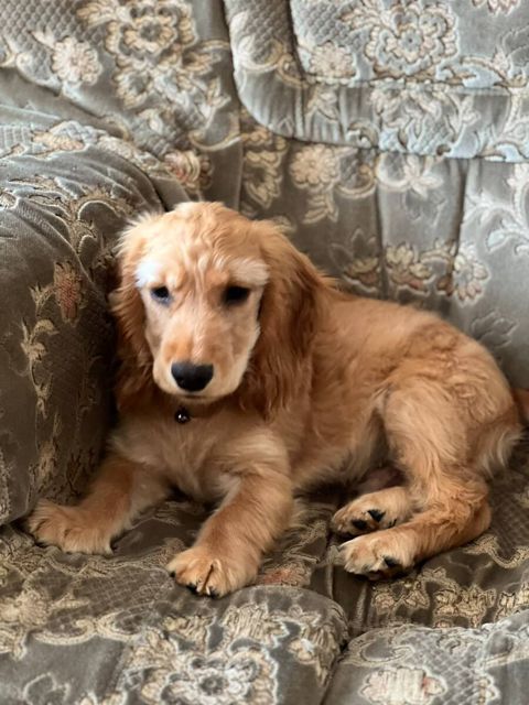Koker spaniel balası — Bakı