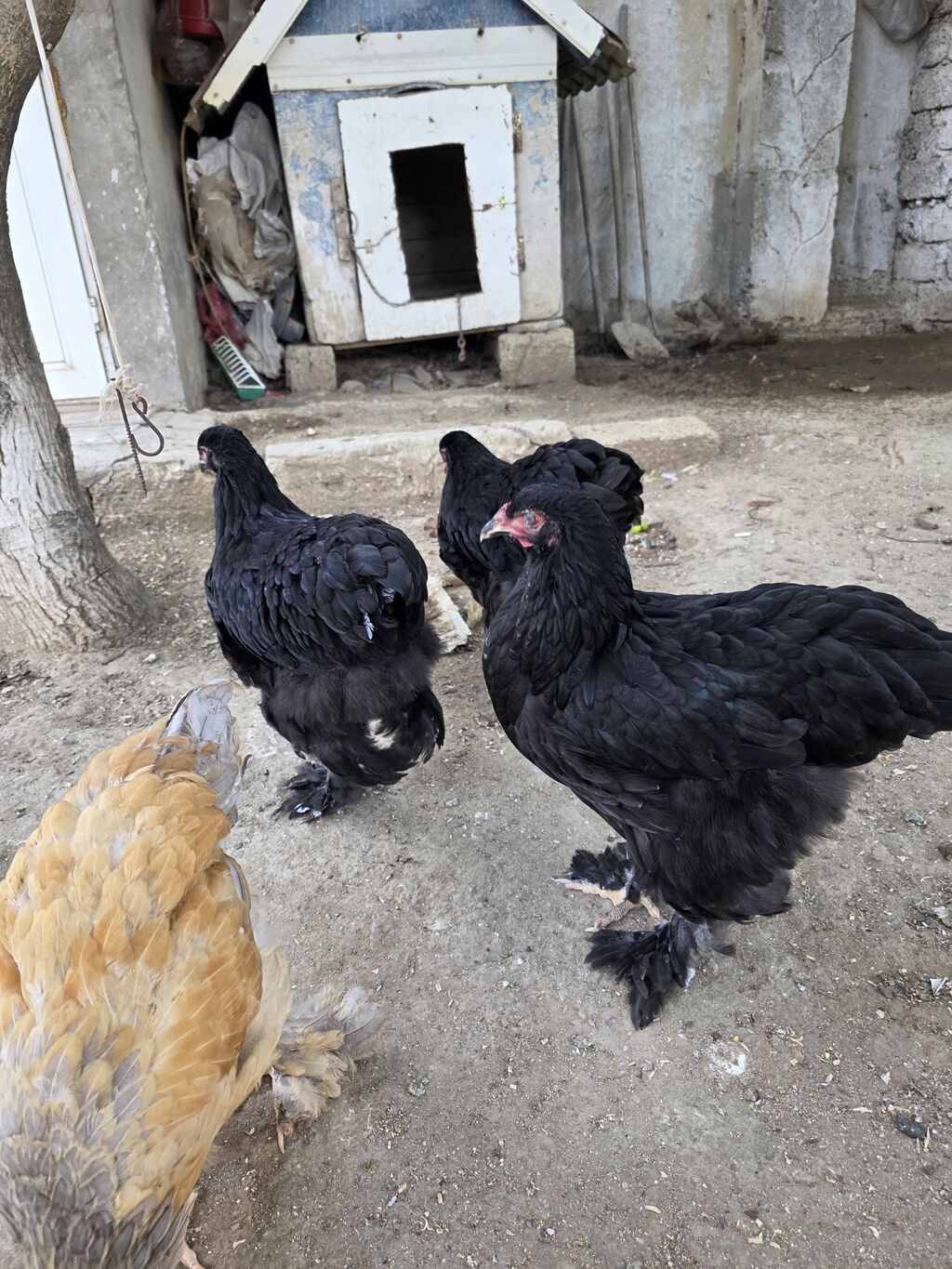 Toyuq, Brama, Damazlıq — Toyuq və xoruz, Bakı (4)