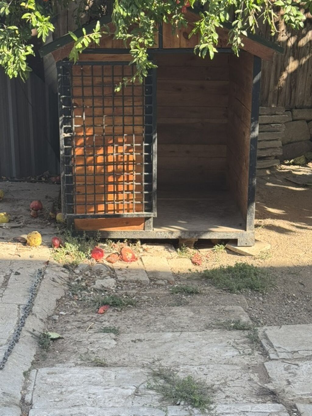 Kanqal, 6 ay, Erkək, Peyvəndli — Köpəklər, Şirvan (6)