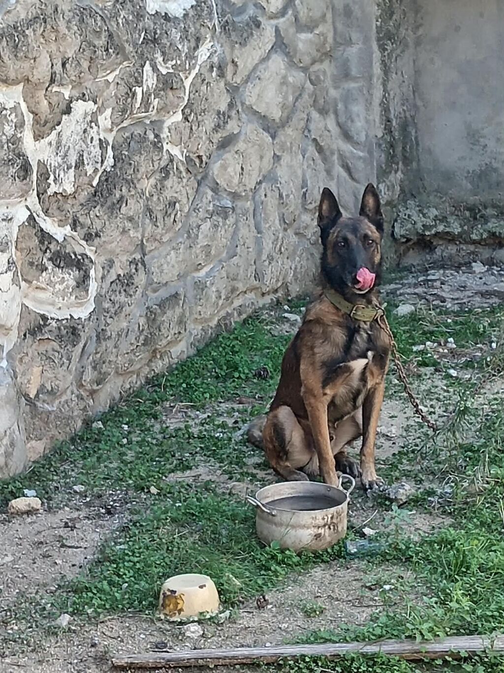 Belçika çoban iti — Köpəklər, Digah (2)