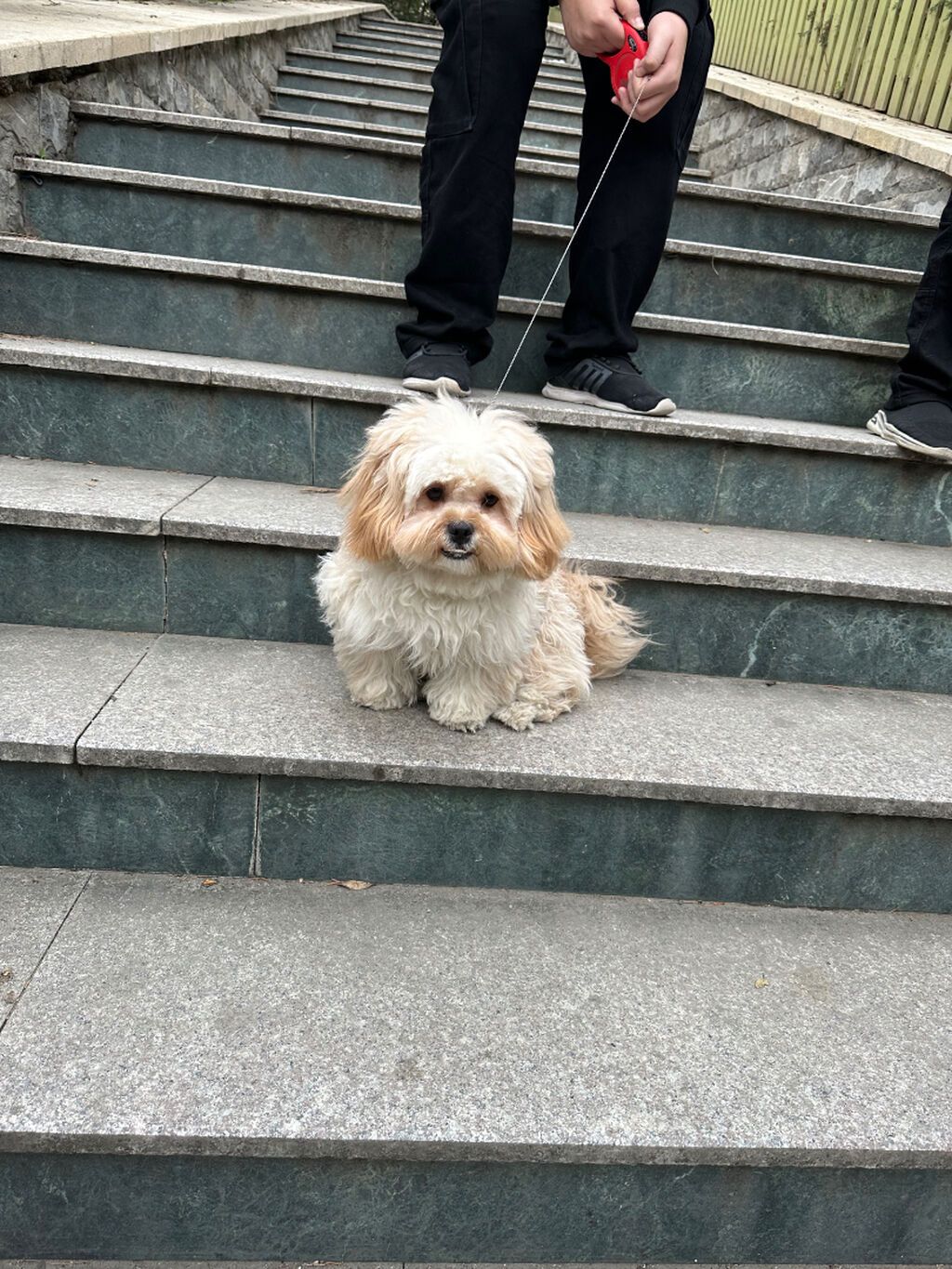 Maltipu – 2 yaş, peyvəndləri olunub. - Cins: Maltipoo (Maltese x — Digər, Bakı (4)