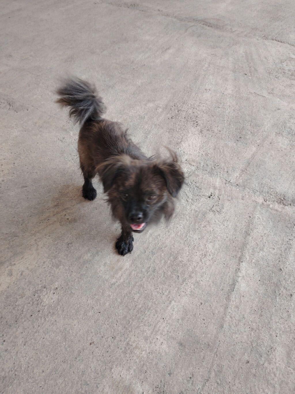 Pekines, 7 ay, Erkək, Ödənişli çatdırılma — Köpəklər, Yevlax (2)