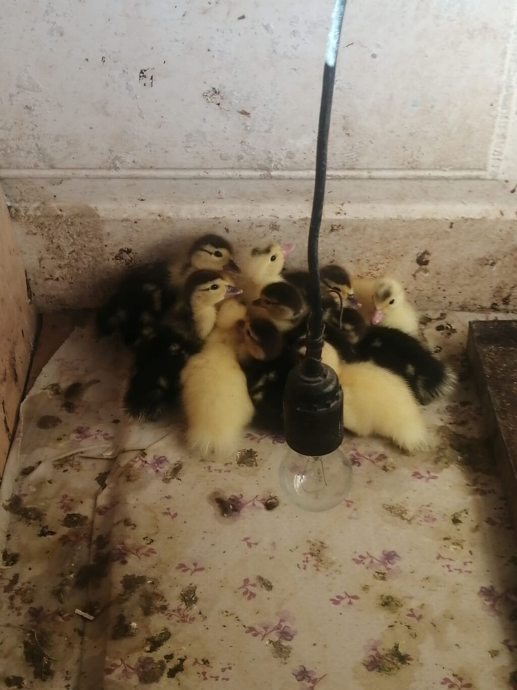 Ördək balaları yarısı sentyabrın 15 o yarısı 25 i çıxıb sentyabrın 15 — Digərləri, Xırdalan