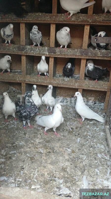 Göyərçin satiram yuva qarşiğ — Quşlar, Bakı (2)