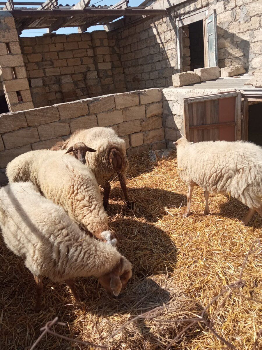 Qoyun və quzular — Kənd təsərrüfatı heyvanları, Bakı (7)
