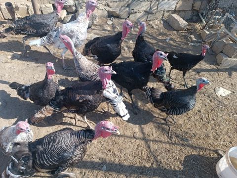 Hinduşkalar — Bakı
