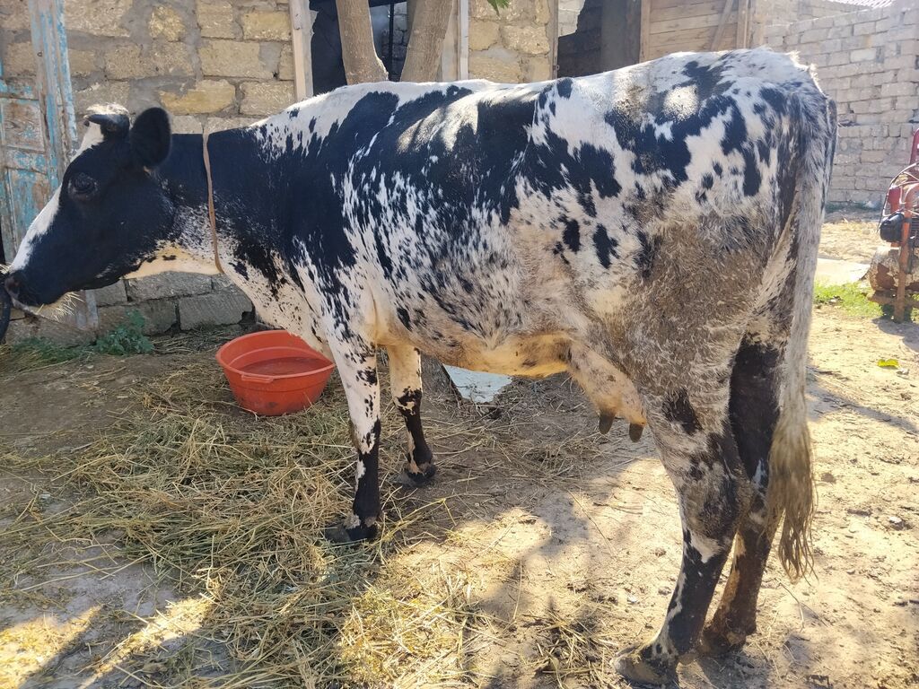 Süd yönümlü inək və buzov - Cins: qarışıq, qara-ağ ala rəngli - Yaş — Kənd təsərrüfatı heyvanları, Digah