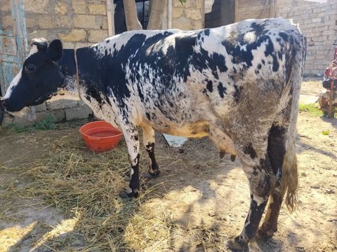 Süd yönümlü inək və buzov - Cins: qarışıq, qara-ağ ala rəngli - Yaş — Digah