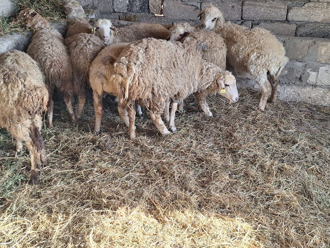 Quzular — Kənd təsərrüfatı heyvanları, Bakı (5)
